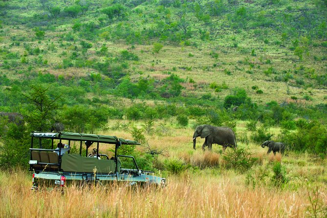 Full Day Pilanesberg Safari Adventure - Who will get the most from this day