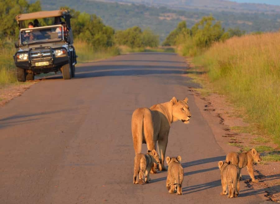 Full-Day Pilanesberg Safari from Sun City - What the Big Five Promise Really Means