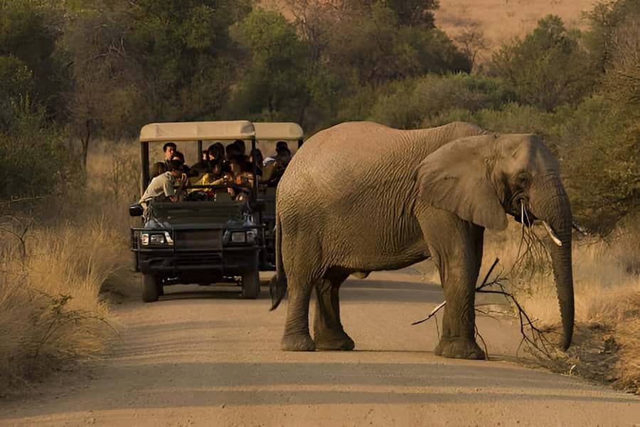 Full-Day Pilanesberg Safari from Sun City - Lunch at Pilanesberg Centre