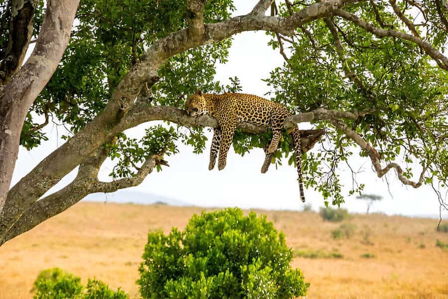 Full-Day Pilanesberg Safari from Sun City - Who Should Book This Safari?