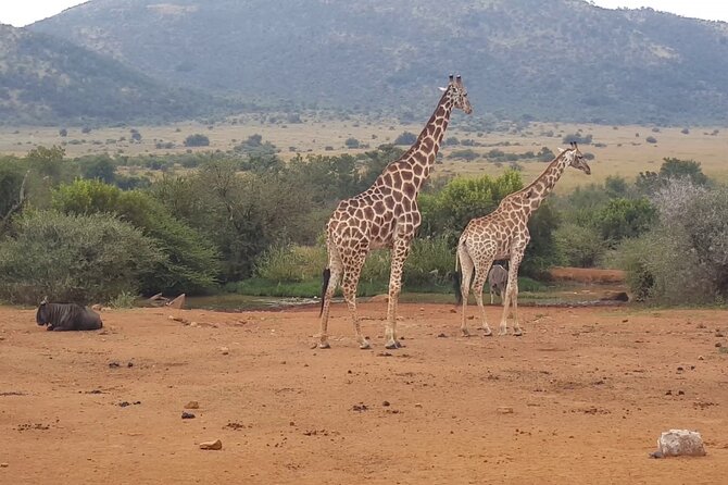 Full day Pilanesberg Safari Tour - Six Hours Inside Pilanesberg National Park