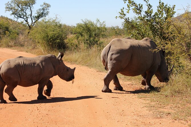 Full day Pilanesberg Safari Tour - Who Should Book This Safari?