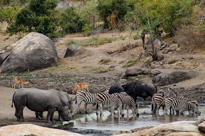 Full day Pilanesberg Safari Tour - Cancellation and Planning Details