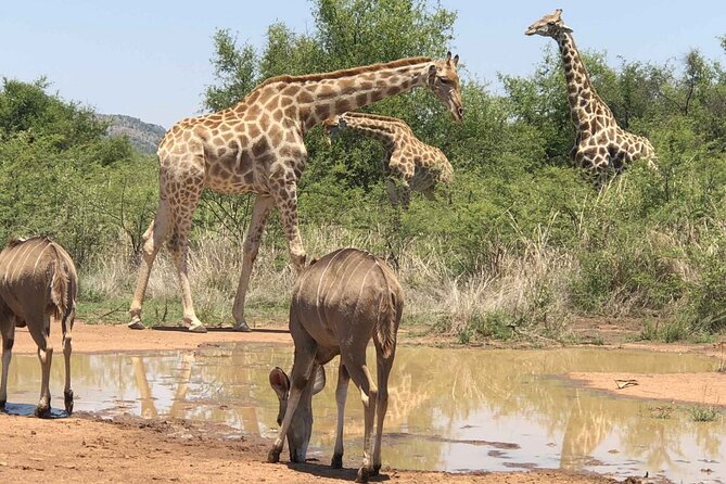Full day Pilanesberg Safari Tour - Should You Book the Pilanesberg Day Tour?