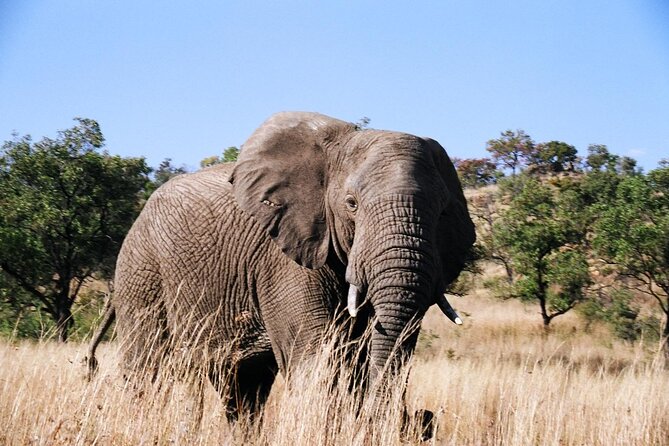 Full day Pilanesberg Safari Tour - Crater Views, Valleys, and Changing Habitats