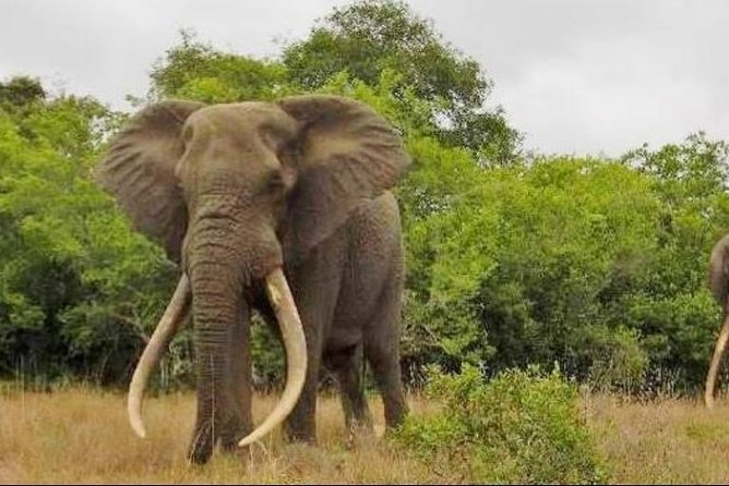 Full day Private Addo elephant safari min 4 pax max 12 pax - A Full Day Among Addo’s Elephants