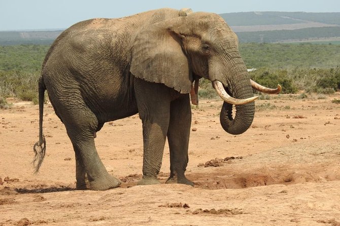 Full day Private Addo elephant safari min 4 pax max 12 pax - Why a Private Group Can Be Worth the Price
