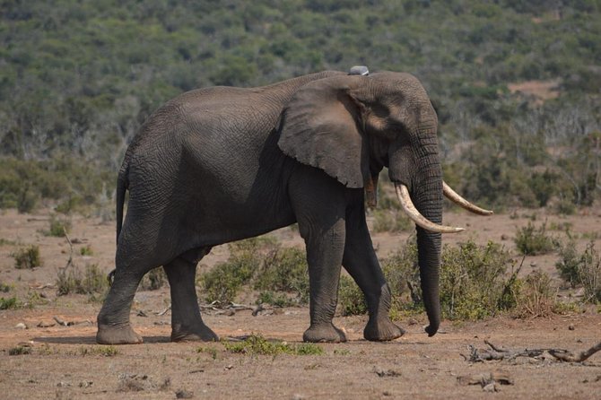 Full day Private Addo elephant safari min 4 pax max 12 pax - Lunch Included, With a Note About Timing
