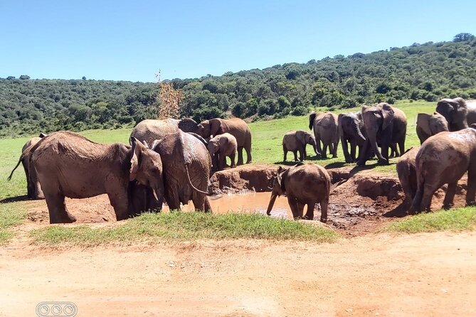 Full day Private Addo elephant safari min 4 pax max 12 pax - Port Elizabeth Pickup or Gqeberha Meeting Point