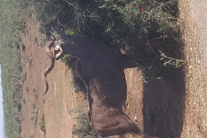 Full day Private Addo elephant safari min 4 pax max 12 pax - Transport Quality Can Affect the Experience
