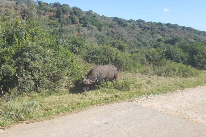 Full day Private Addo elephant safari min 4 pax max 12 pax - Historical, Cultural, and Coastal Additions
