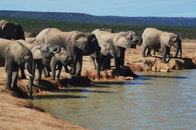 Full day Private Addo elephant safari min 4 pax max 12 pax - Guides Who Shape the Day