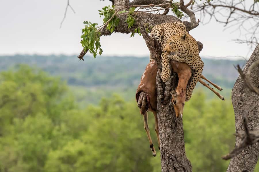 Full-Day Private Big 5 Safari in Kruger National Park - Key points at a glance