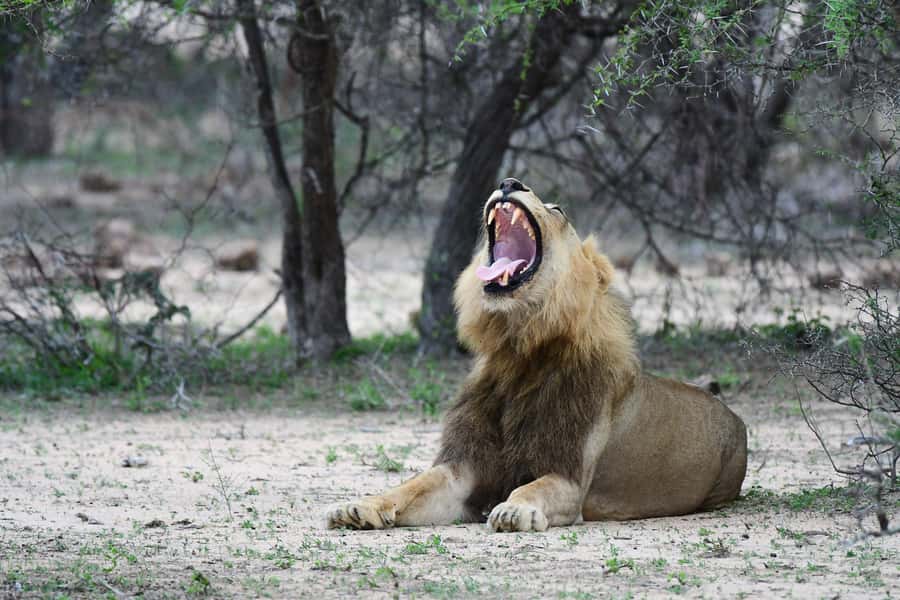 Full-Day Private Big 5 Safari in Kruger National Park - Big Five chances, with realistic expectations