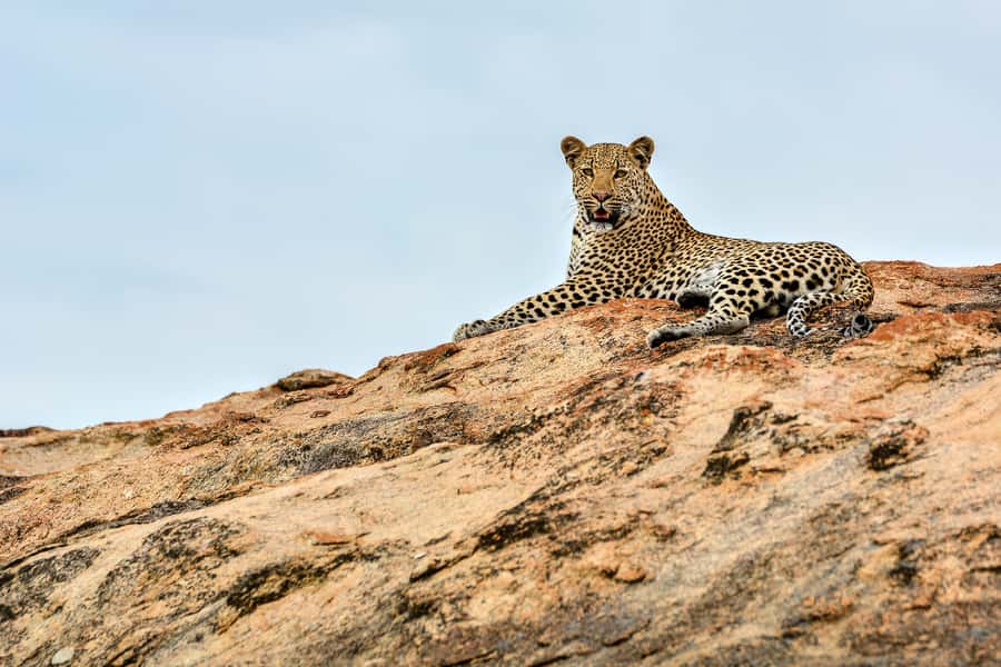 Full-Day Private Big 5 Safari in Kruger National Park - Meet guides who watch more than the obvious