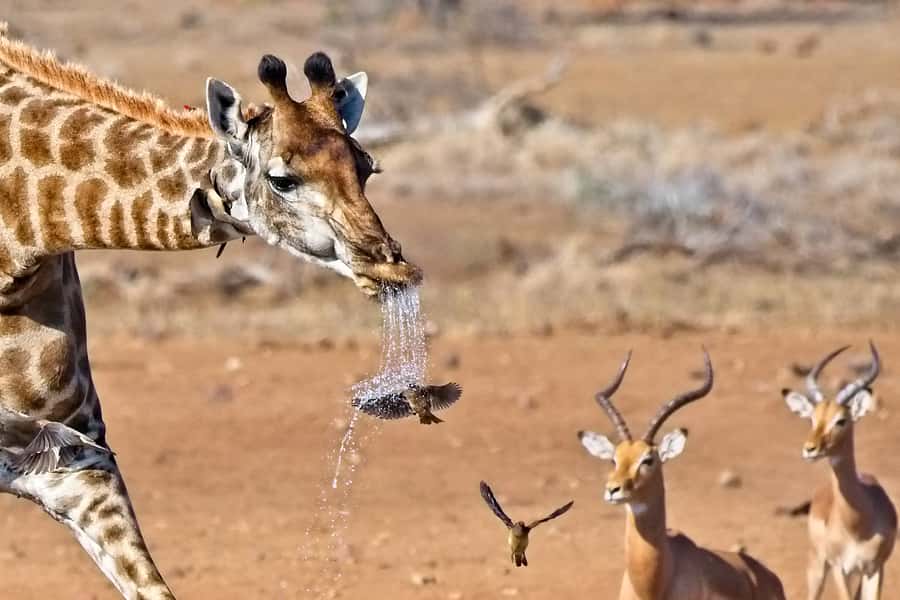 Full-Day Private Big 5 Safari in Kruger National Park - Morning drive: predators, coffee, and first sightings