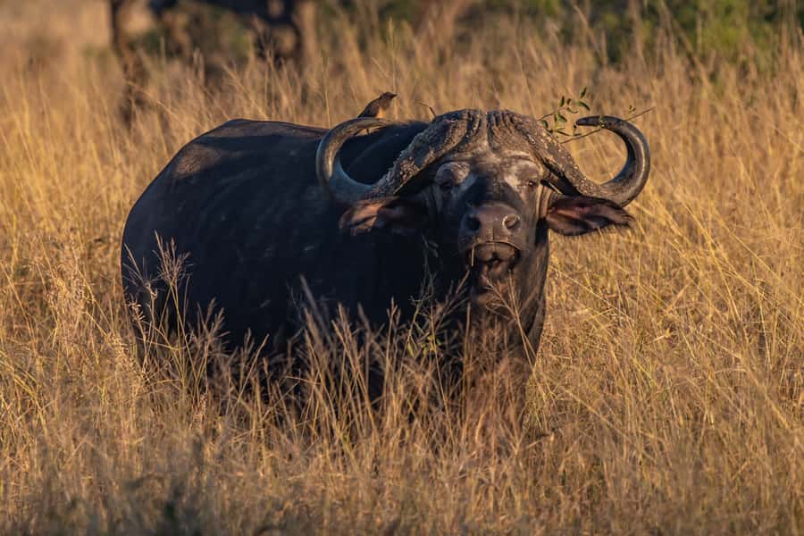 Full-Day Private Big 5 Safari in Kruger National Park - Breakfast at the park restaurant