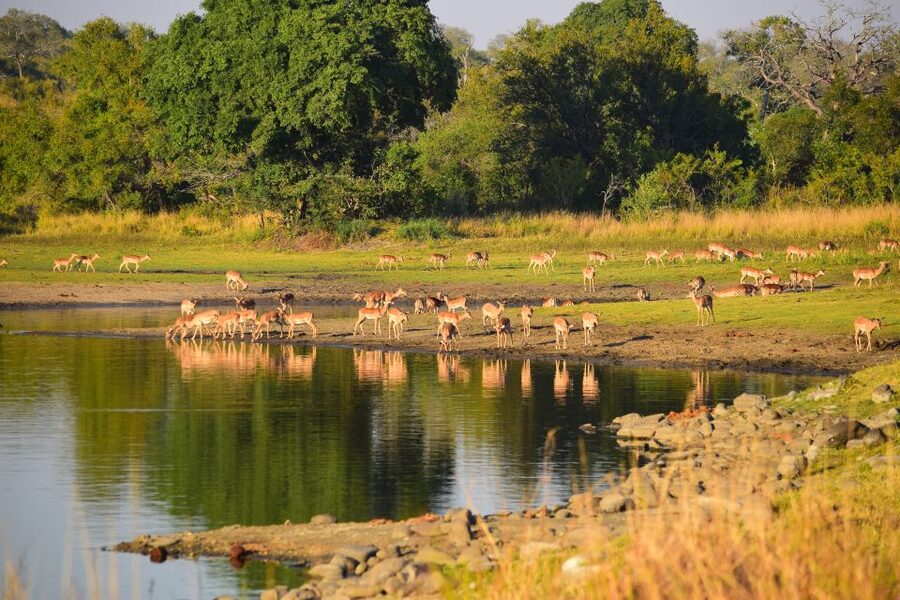 Full-Day Private Big 5 Safari in Kruger National Park - A new area after breakfast