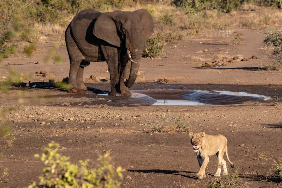 Full-Day Private Big 5 Safari in Kruger National Park - What 10 hours in an open vehicle feels like