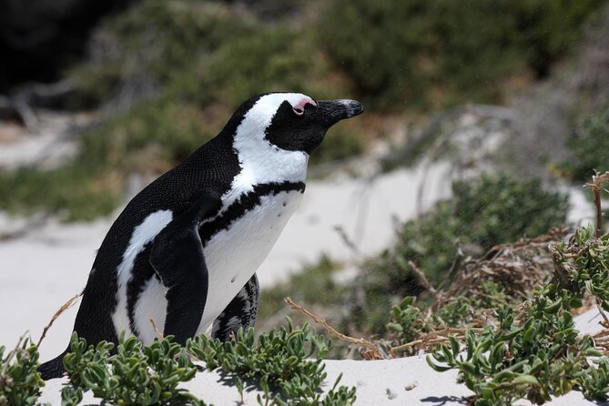 Full Day Private Cape Peninsula and Boulders Beach Tour - Starting from Cape Town at 8:00 am