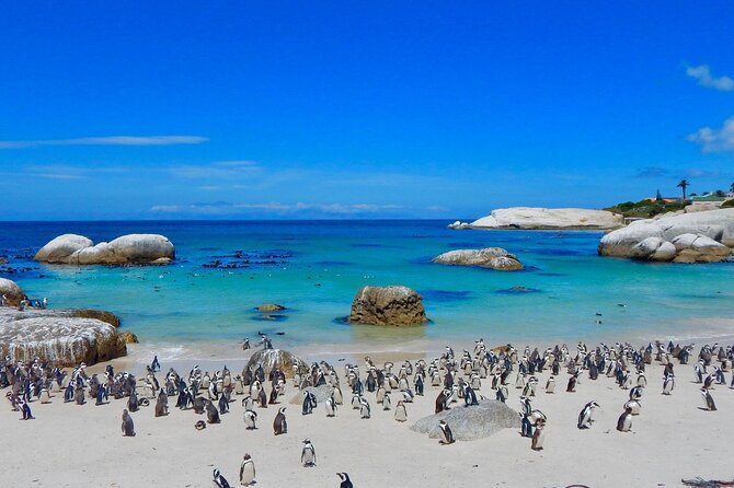 Full Day Private Cape Peninsula and Boulders Beach Tour - Hout Bay and the question of Seal Island