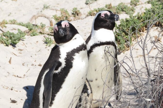 Full Day Private Cape Peninsula and Boulders Beach Tour - Cape of Good Hope: a shorter coastal stop