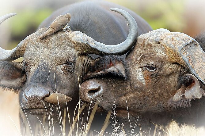 Full Day Private Kruger Park Safari - Afternoon game viewing from 2:30 PM