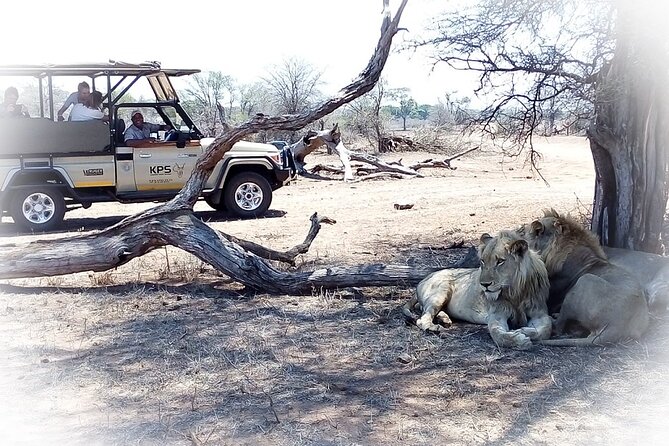 Full Day Private Kruger Park Safari - The guide’s role and the value of a private day