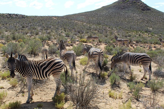 Full-Day Safari Aquila Game Reserve from Cape Town - Franschhoek adds food, French roots, and Mandela history