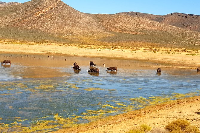 Full-Day Safari Aquila Game Reserve from Cape Town - Worcester, a wine town with more than wine