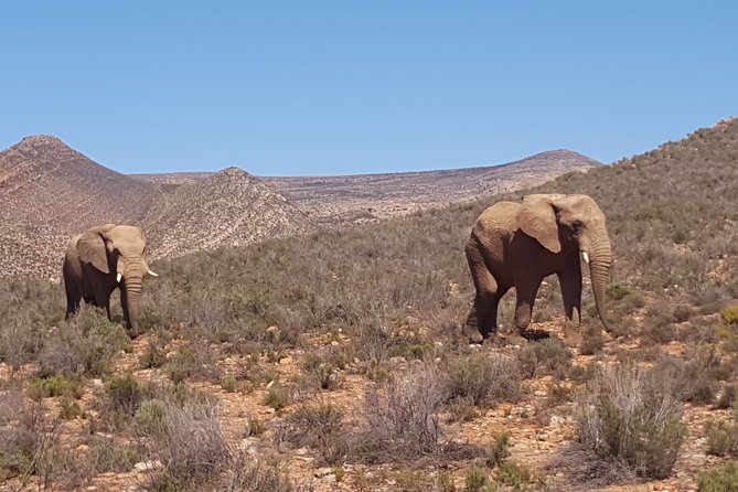 Full-Day Safari Aquila Game Reserve from Cape Town - Stellenbosch, where wine and university life meet