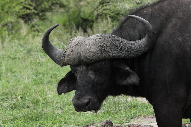 Full Day Safari in the Kruger National Park from Hazyview - Why the early start matters in Kruger