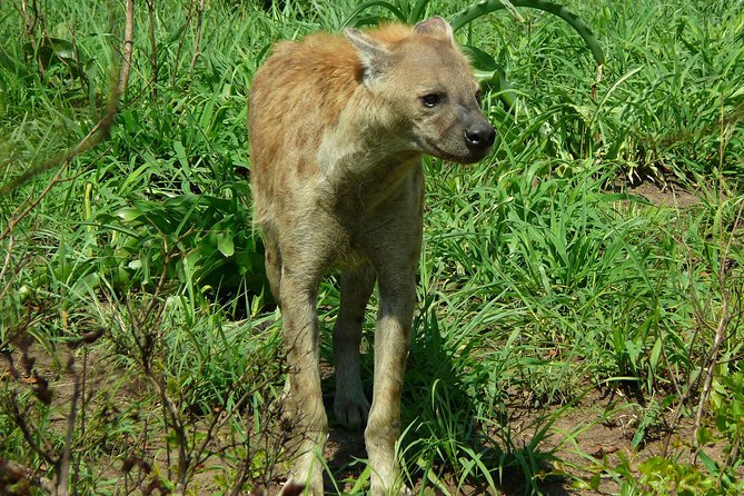 Full Day Safari in the Kruger National Park from Hazyview - What you might see beyond elephants and lions