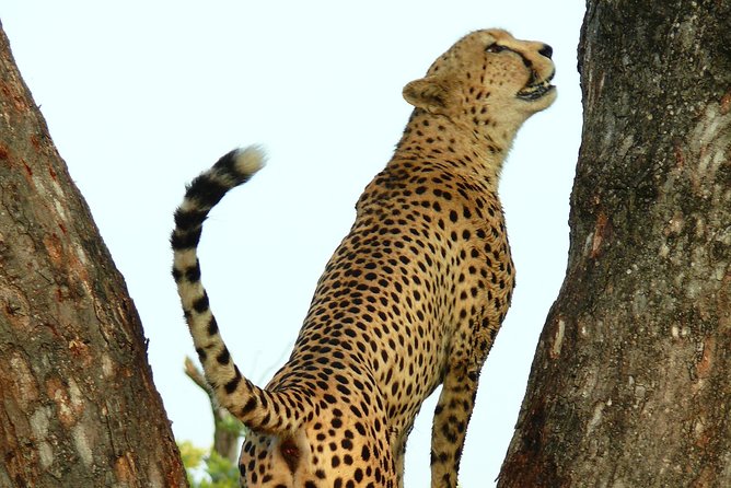 Full Day Safari in the Kruger National Park from Hazyview - Guide quality is the real selling point