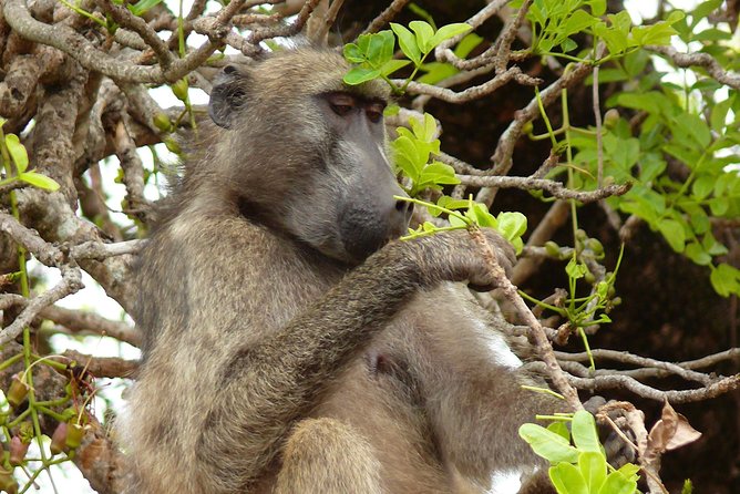 Full Day Safari in the Kruger National Park from Hazyview - Is $126.98 a fair safari price?