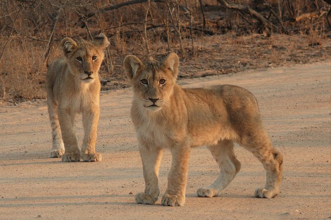 Full Day Safari in the Kruger National Park from Hazyview - Who will enjoy this safari most
