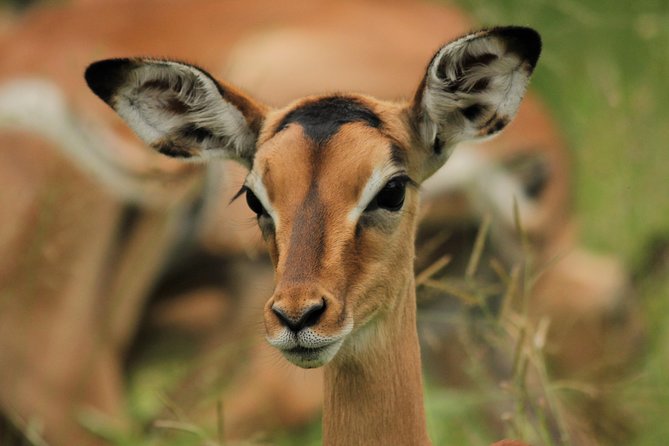 Full Day Safari in the Kruger National Park from Hazyview - Searching for the Big Five