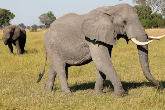 Full Day Safari Tour of Pilanesberg National Park, Open Jeep experience - What makes Pilanesberg a good day-trip reserve