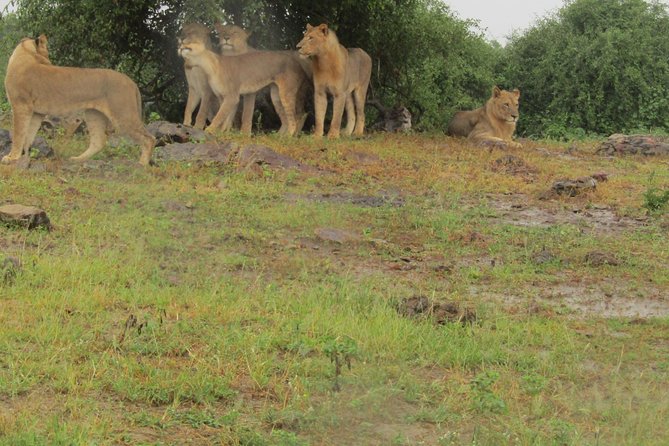 Full Day Safari Tour of Pilanesberg National Park, Open Jeep experience - The open safari jeep advantage