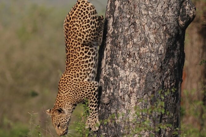 Full Day Safari Tour of Pilanesberg National Park, Open Jeep experience - Why the full-day format can work, and when it may not
