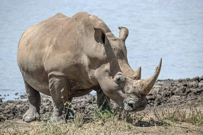 Full Day Safari Tour of Pilanesberg National Park, Open Jeep experience - Lunch, costs, and the real value of $155.29