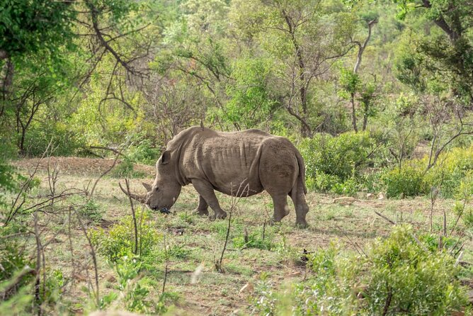 Full Day Safari Tour of Pilanesberg National Park, Open Jeep experience - What can go right, and what can disappoint