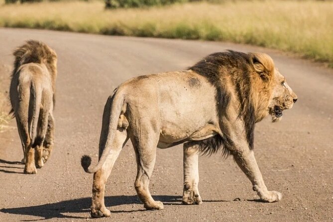 Full Day Safari Tour of Pilanesberg National Park, Open Jeep experience - Who should book this Johannesburg safari