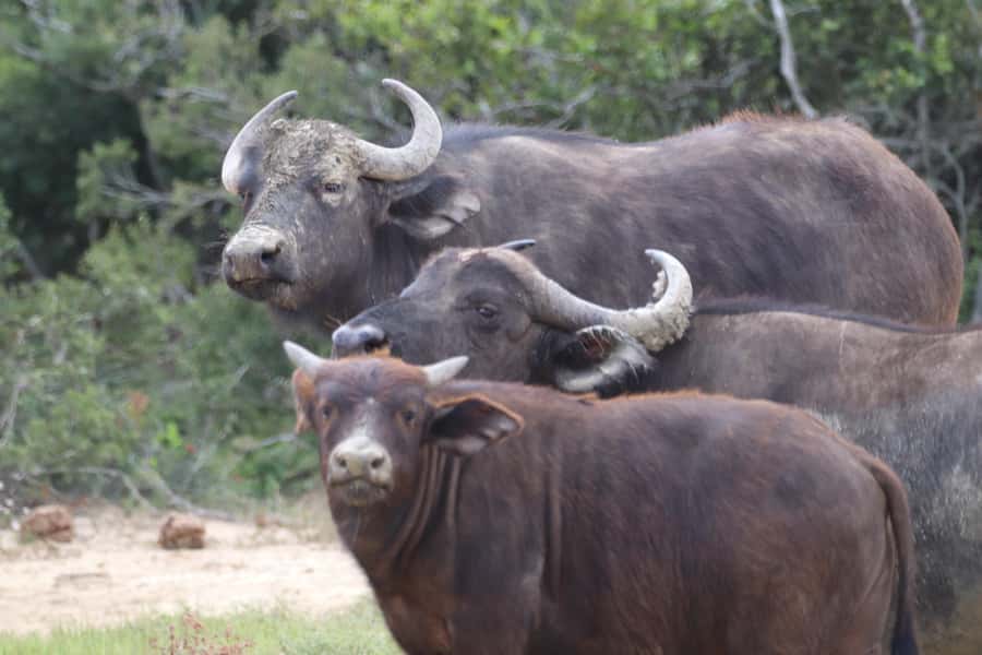 Full-Day Schotia Game Reserve & Giraffe Walk (Open 4x4) - Best fit for cruise passengers, families, and safari first-timers