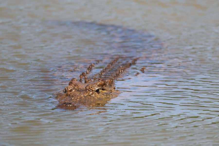 Full-Day Schotia Game Reserve & Giraffe Walk (Open 4x4) - Walking with giraffes in the Sunday’s River Valley