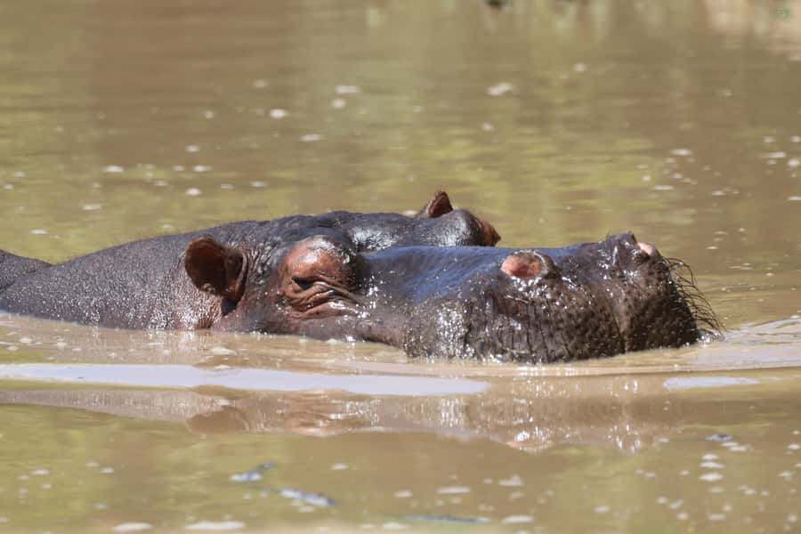 Full-Day Schotia Game Reserve & Giraffe Walk (Open 4x4) - How the $242 price holds up