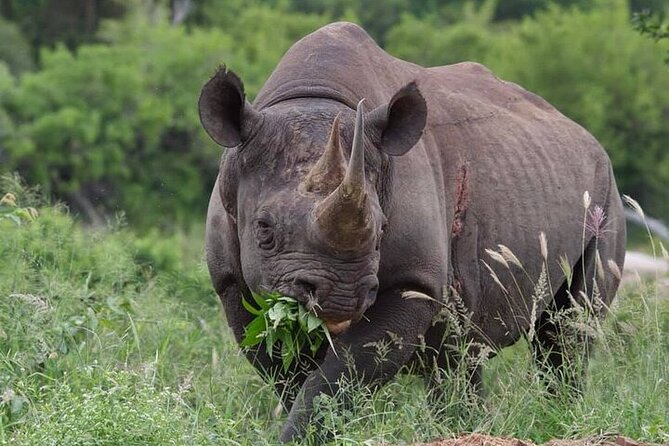 Full-Day Shared Kruger National Park Safari from Hoedspruit - Guides, wildlife searches, and personal service