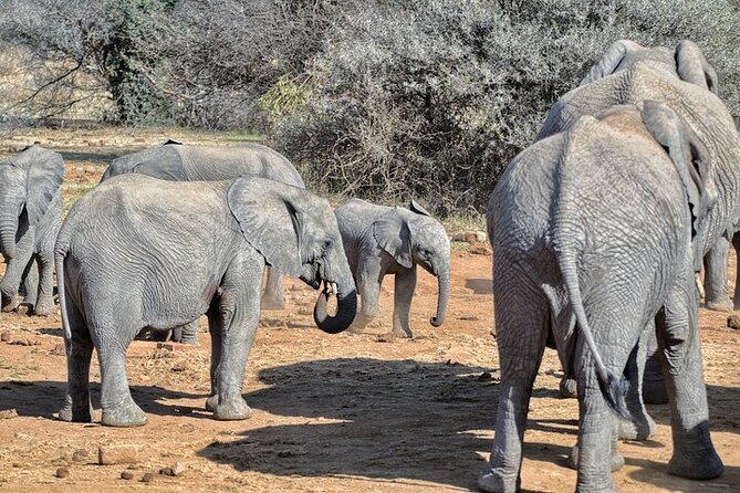 Full-Day Shared Kruger National Park Safari from Hoedspruit - Shared touring, comfort, and the long quiet stretches