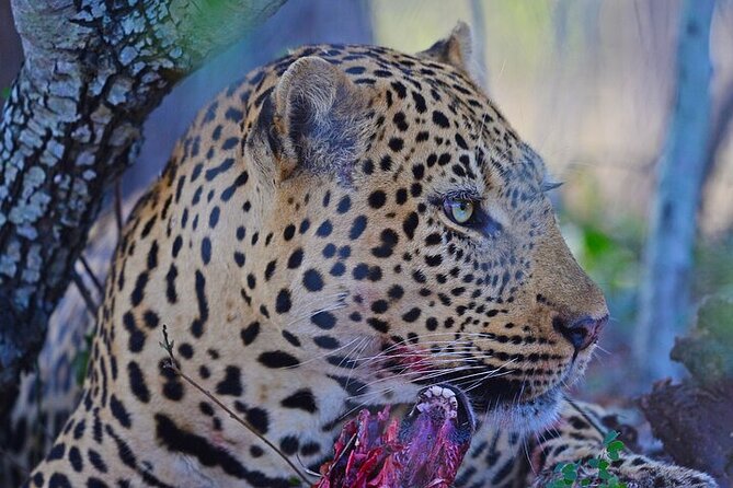 Full-Day Shared Kruger National Park Safari from Hoedspruit - Who should choose this Hoedspruit safari