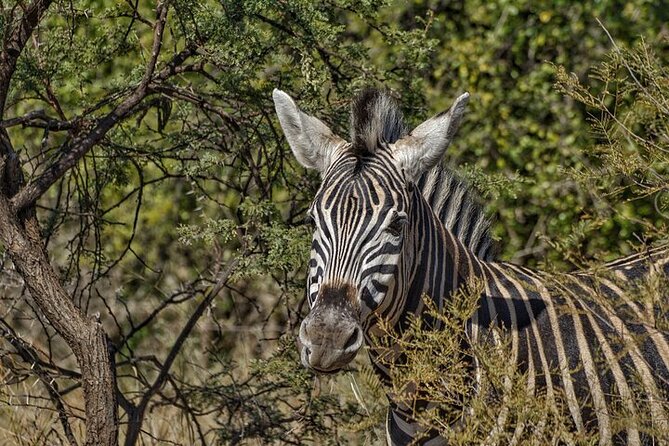 Full-Day Shared Kruger National Park Safari from Hoedspruit - Riding through Kruger in an open vehicle